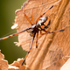 A black widow spider.